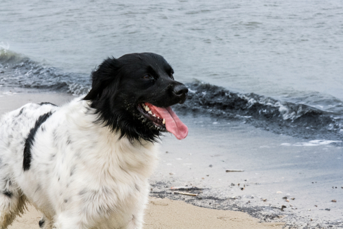 Perro de agua frisón o wetterhoun: características