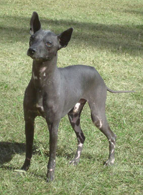 Perro pila argentino: carácter