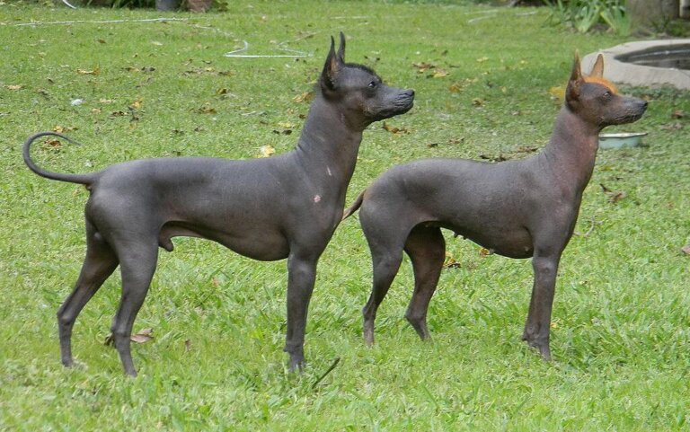 El perro pila argentino, una de las razas pequeñas sin pelo