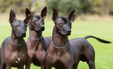 Perro pila argentino: cuidados