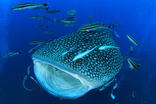 Pez de mayor tamaño: tiburón ballena