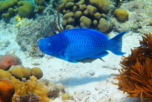 El pez loro azul, información y características