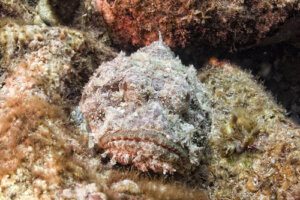 Pez piedra, el habitante casi invisible del arrecife