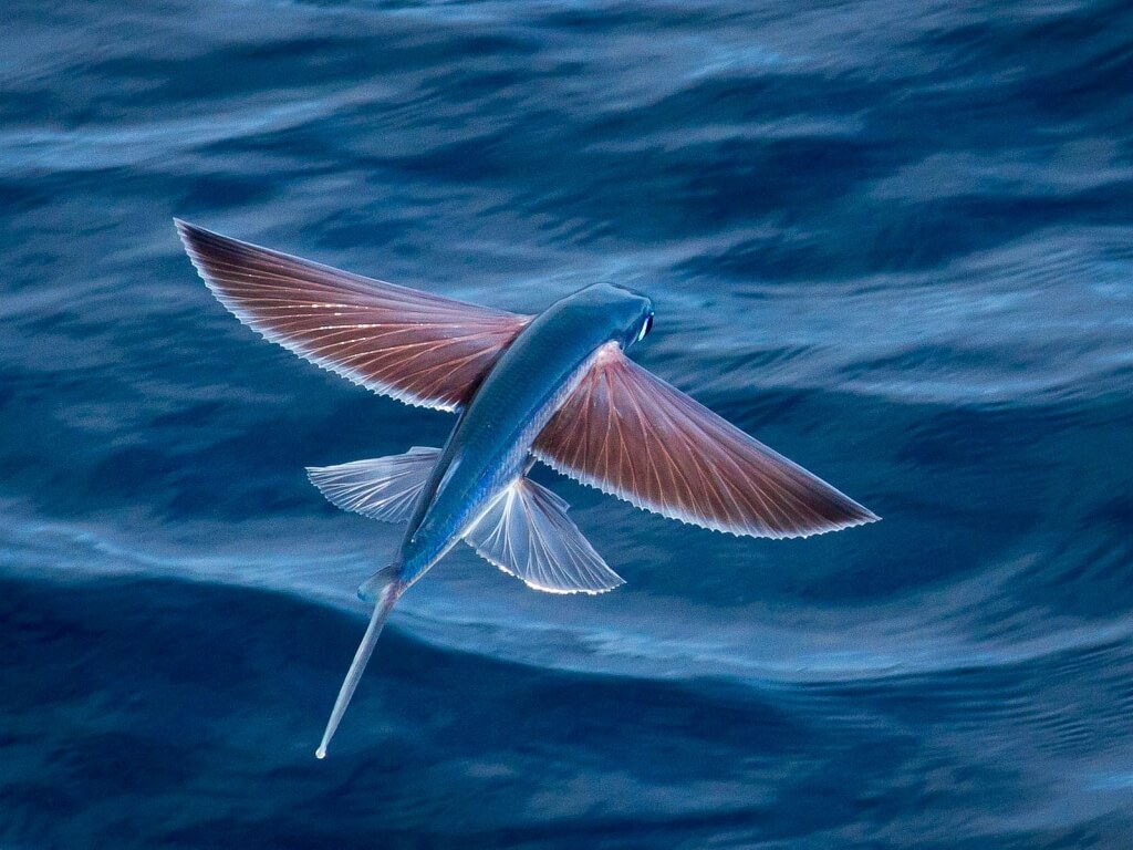 curiosidades del mundo marino
