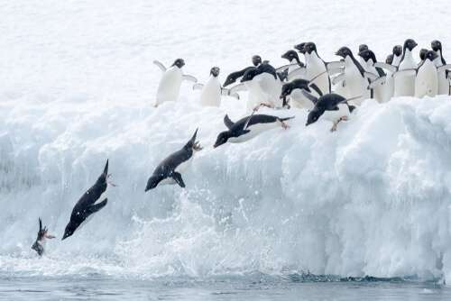 pinguins em migração