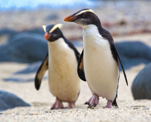 Pingüinos de Fiordland