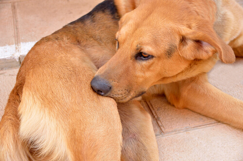 Por qué los perros se acicalan