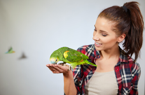 Un perroquet qui mange une récompense.
