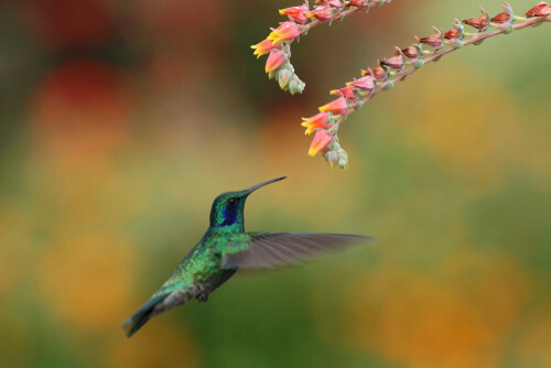 Proceso de polinización y migración del colibrí