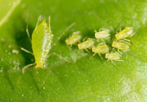 Los pulgones son las mascotas de las hormigas