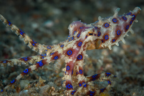 Pulpo de anillos azules: características