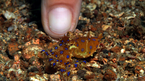 Pulpo de anillos azules: picadura