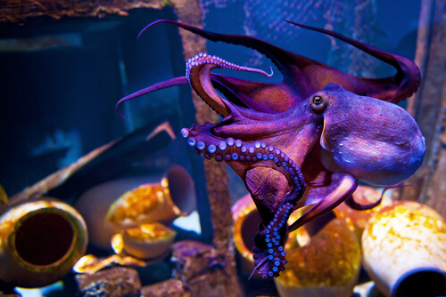 El pulpo morado: hábitat y sus costumbres