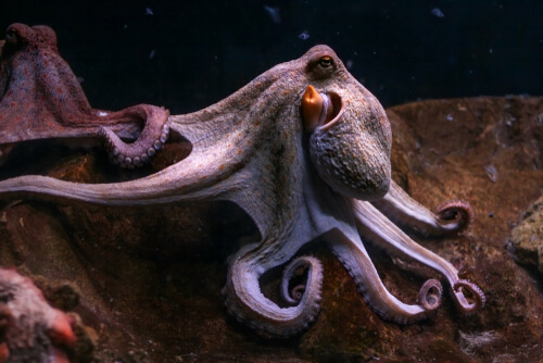 Pulpo morado: información