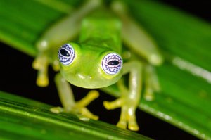 Hábitos y características de la rana de cristal