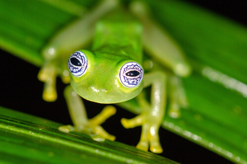 Glass frog.