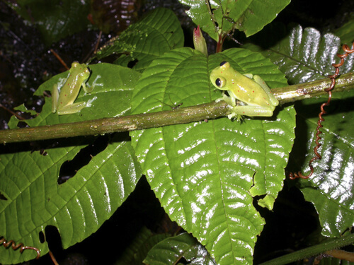 Rana de cristal: reproducción