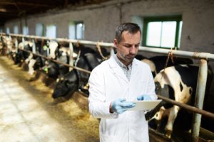 Las resistencia a antibióticos y la ganadería