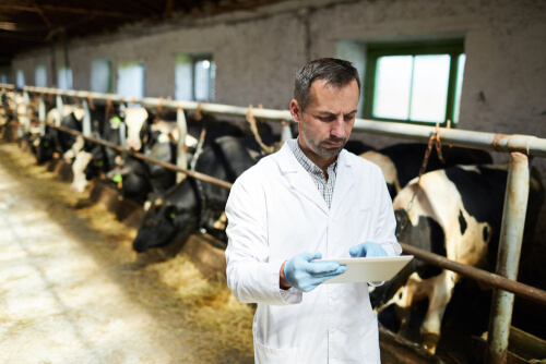 Las resistencia a antibióticos y la ganadería