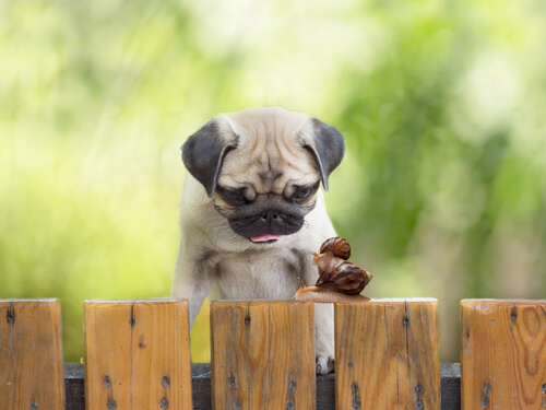 Riesgos de que los perros coman caracoles