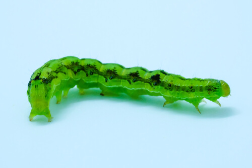 Rosquilla verde (Spodoptera exigua)