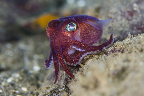 Rossia pacifica
