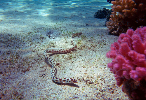 serpiente marina (Hydrophiinae)
