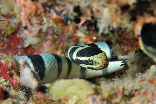 Serpiente marina: mito
