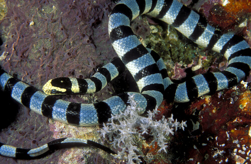 Serpiente marina, una de las más venenosas del mundo