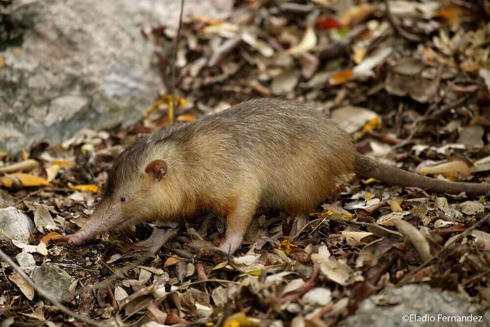 Solenodon: hábitat
