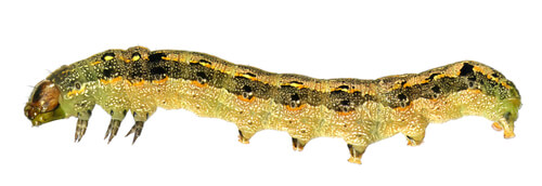 Spodoptera littoralis