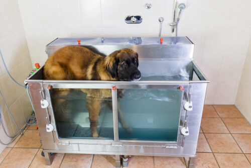 Terapia acuática para perros