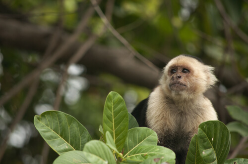 Terapia con animales