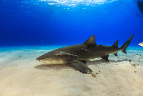 Tiburón limón: características