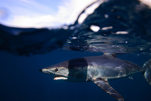 Tiburón mako: información