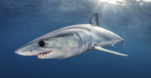 Información del tiburón mako