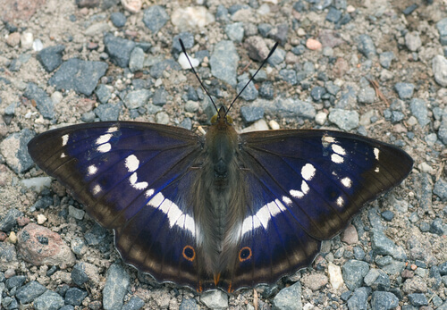 Tornasolada (Apatura Iris)