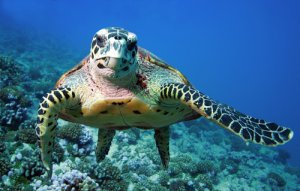 Características de la tortuga marina