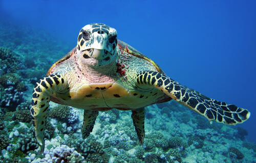 Características de la tortuga marina