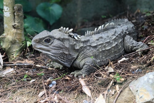 Tuátara (Sphenodon)