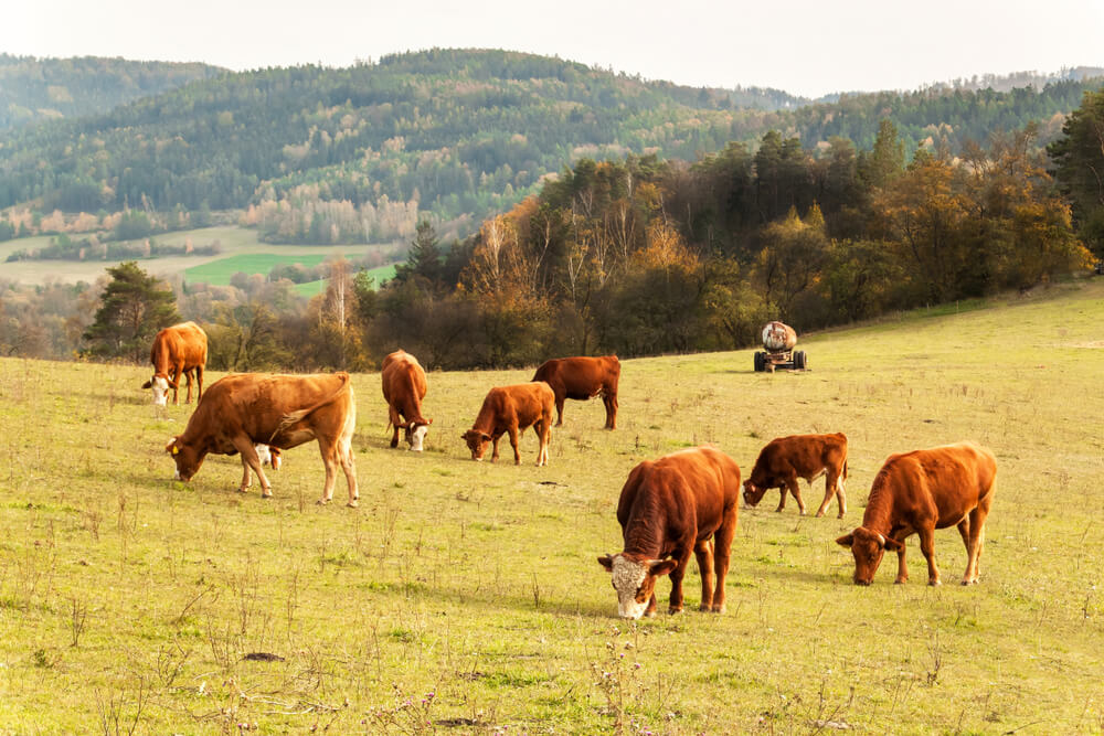 Vacas pastando en un prado.