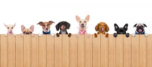Cómo elegir vallas y barreras para perros en tu casa
