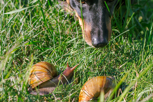 Veneno de caracoles en perros
