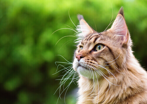 Vibrisas de los gatos