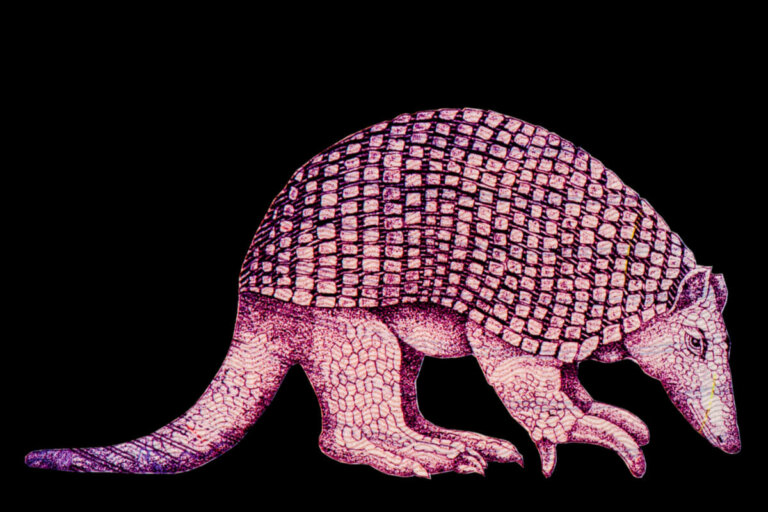 El armadillo gigante, sus características y distribución