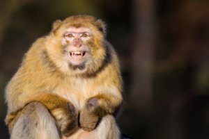 A los monos les molestan los turistas