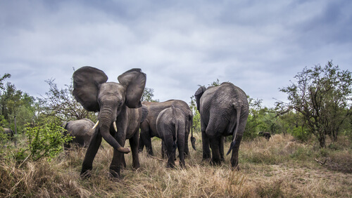 Agresividad en elefante