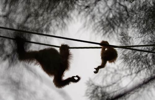 Alba la orangután.