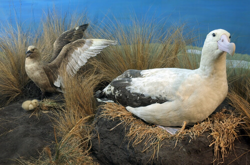 Situación actual de la especie albatros de cola corta