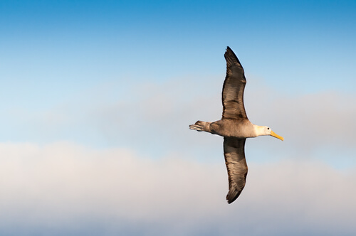 Albatros de las galápagos: alimentación